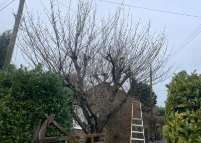 j tapsell tree & landscaping facebook gallery 18